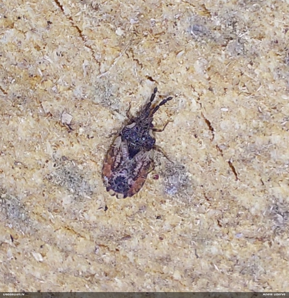 Mizasblakts Aradus depressus