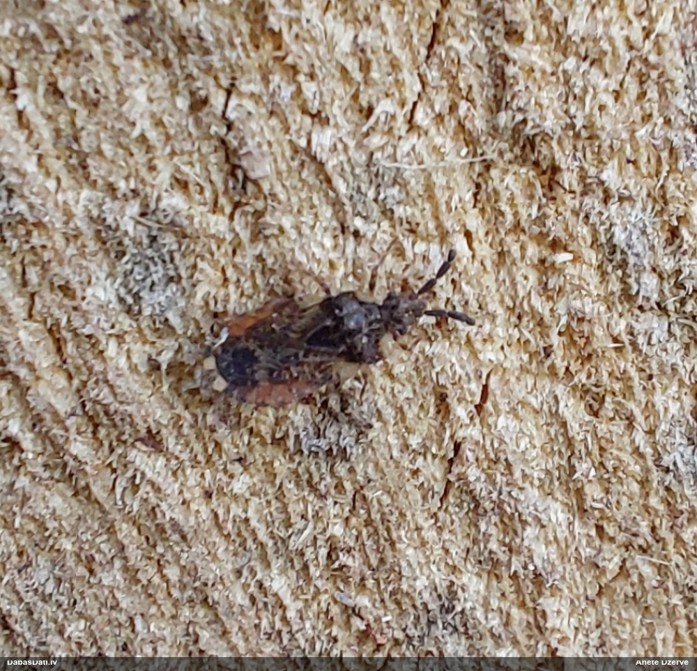 Mizasblakts Aradus depressus