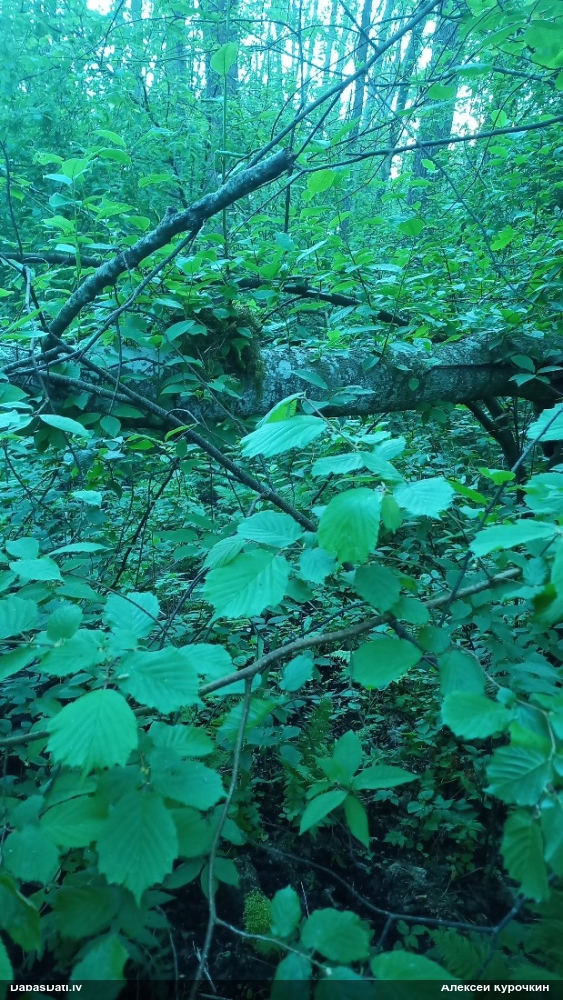 певчий дрозд