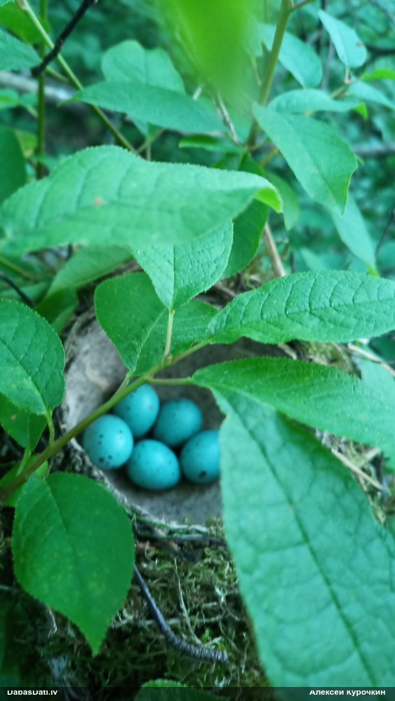 певчий дрозд