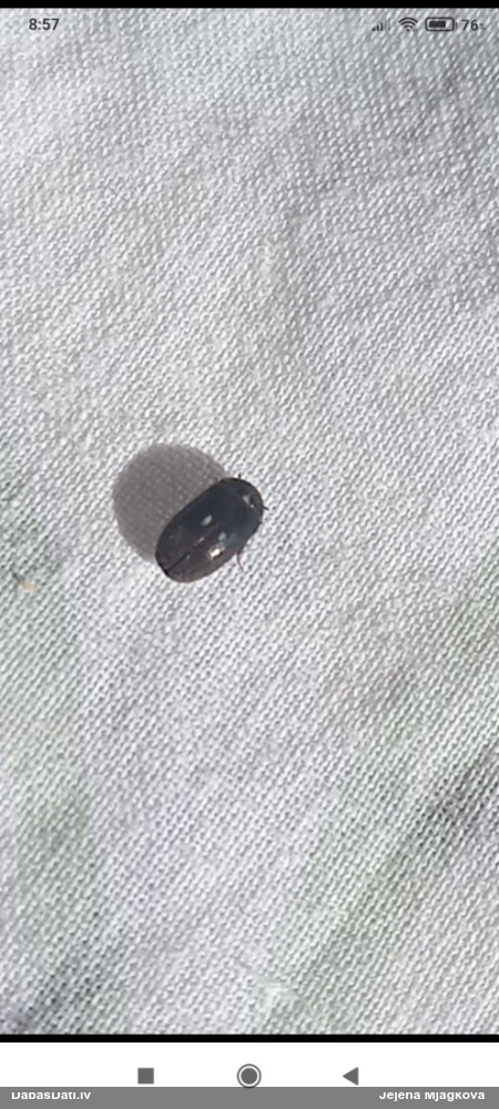 Ādgrauzis Attagenus pellio