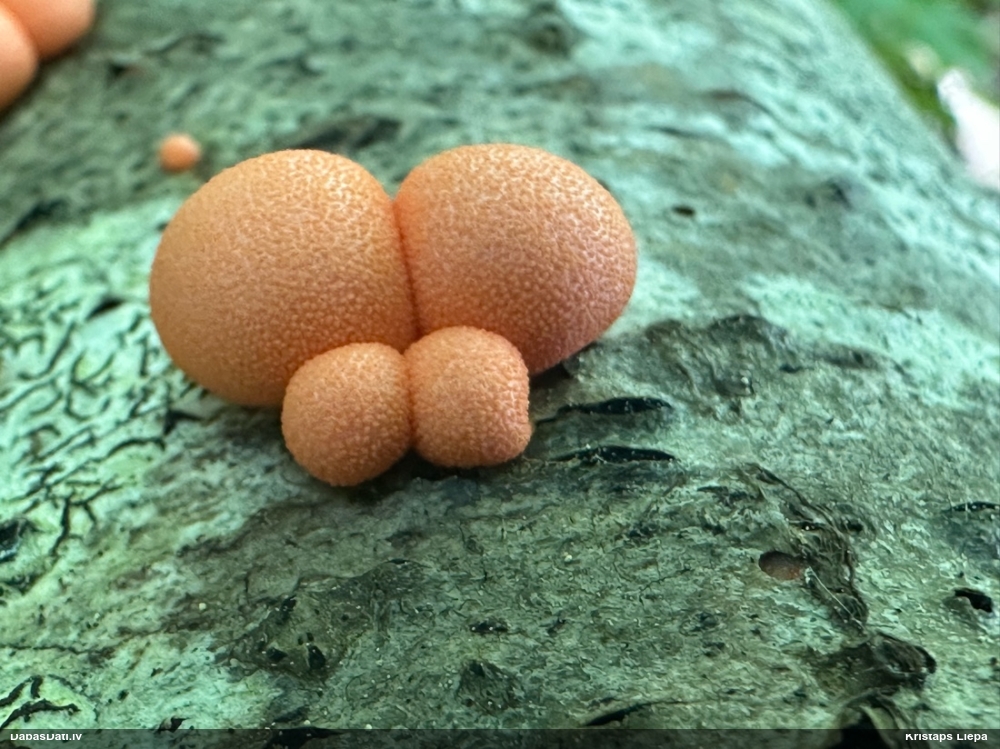 Vilkpienaine (nenoteikta)