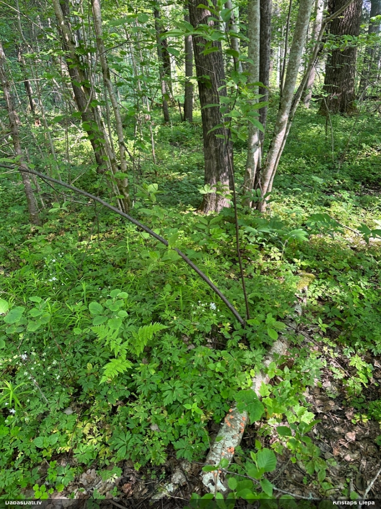 Vilkpienaine (nenoteikta)