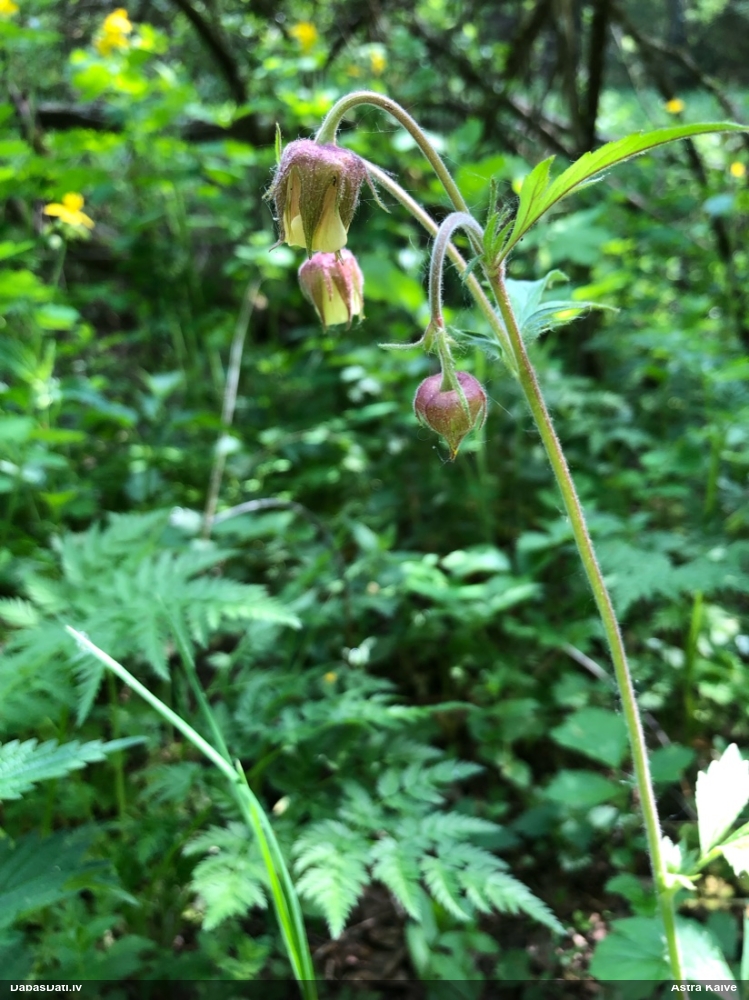 гравилат речной