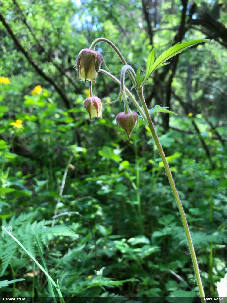 гравилат речной