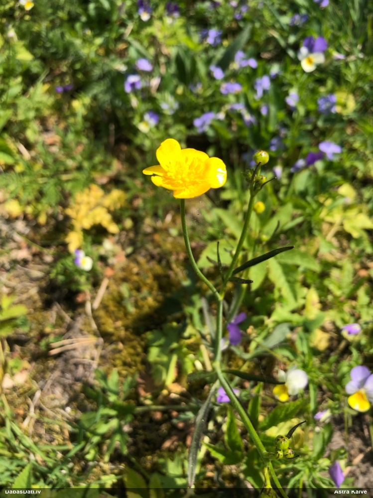 лютик едкий