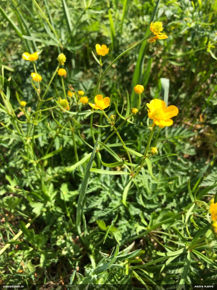 лютик едкий