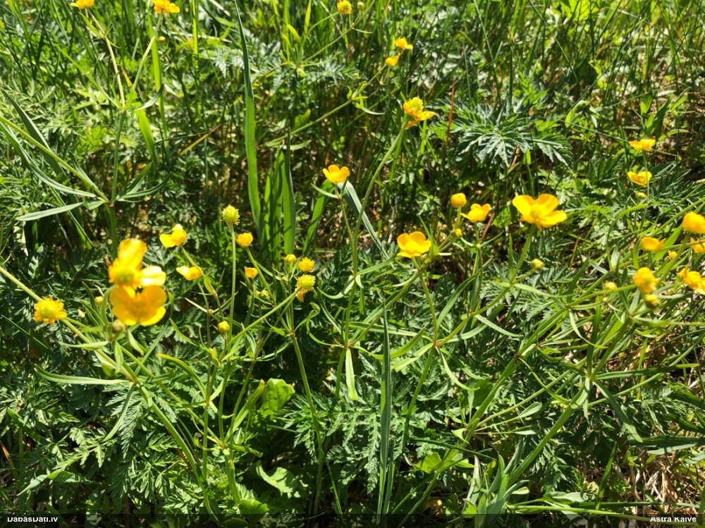 лютик едкий