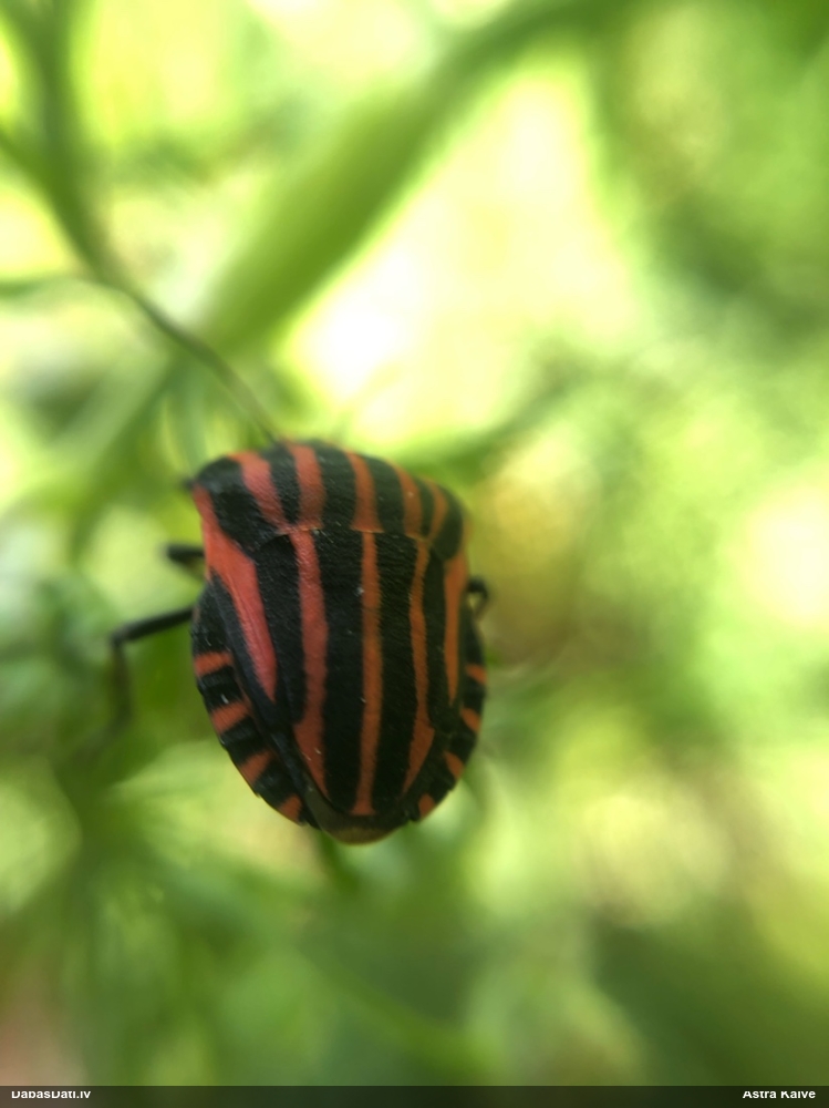 Svītrainā vairogblakts