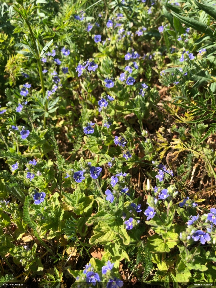 вероника дубравная