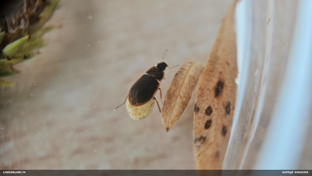 Ūdensmīlis (nenoteikts)