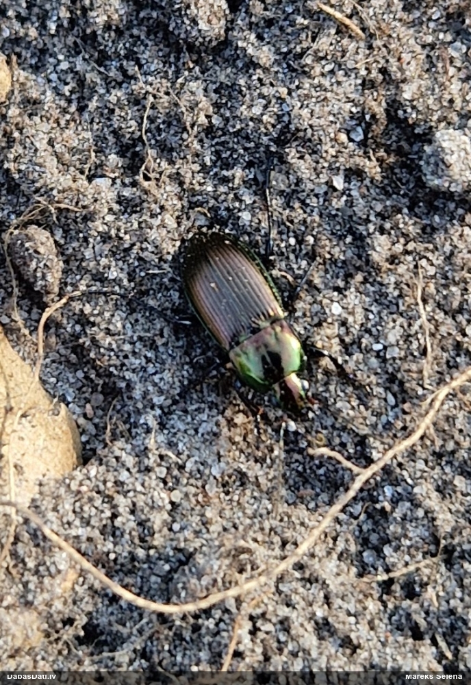 Vara krāsas lauku skrejvabole