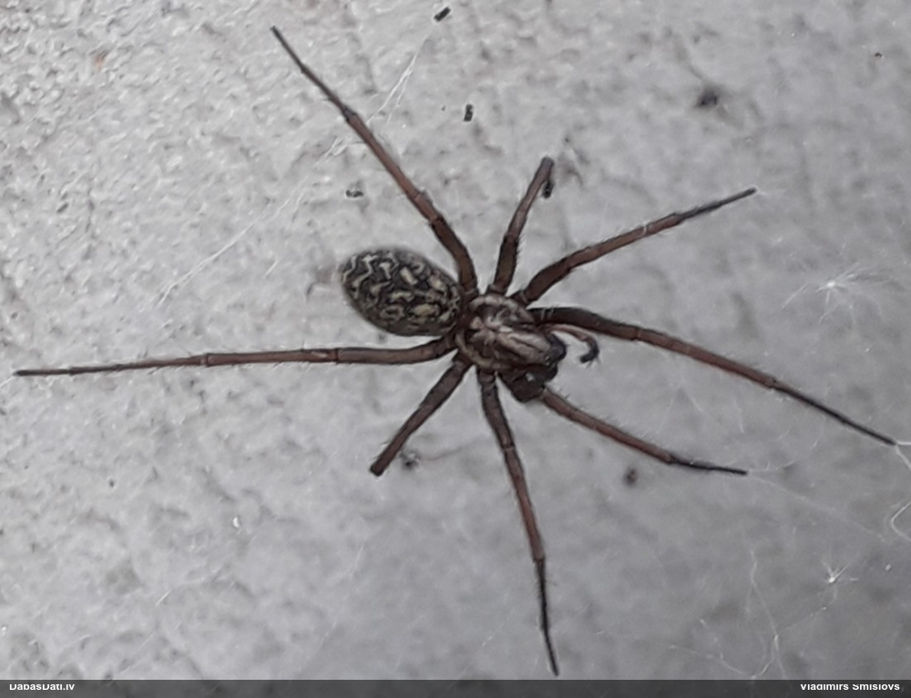 Zirneklis (nenoteikts)