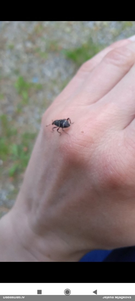 Lielais priežu smecernieks