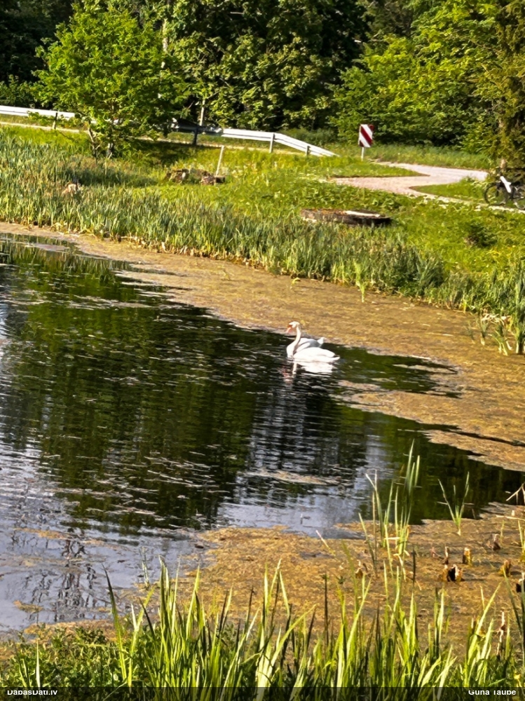 лебедь-шипун