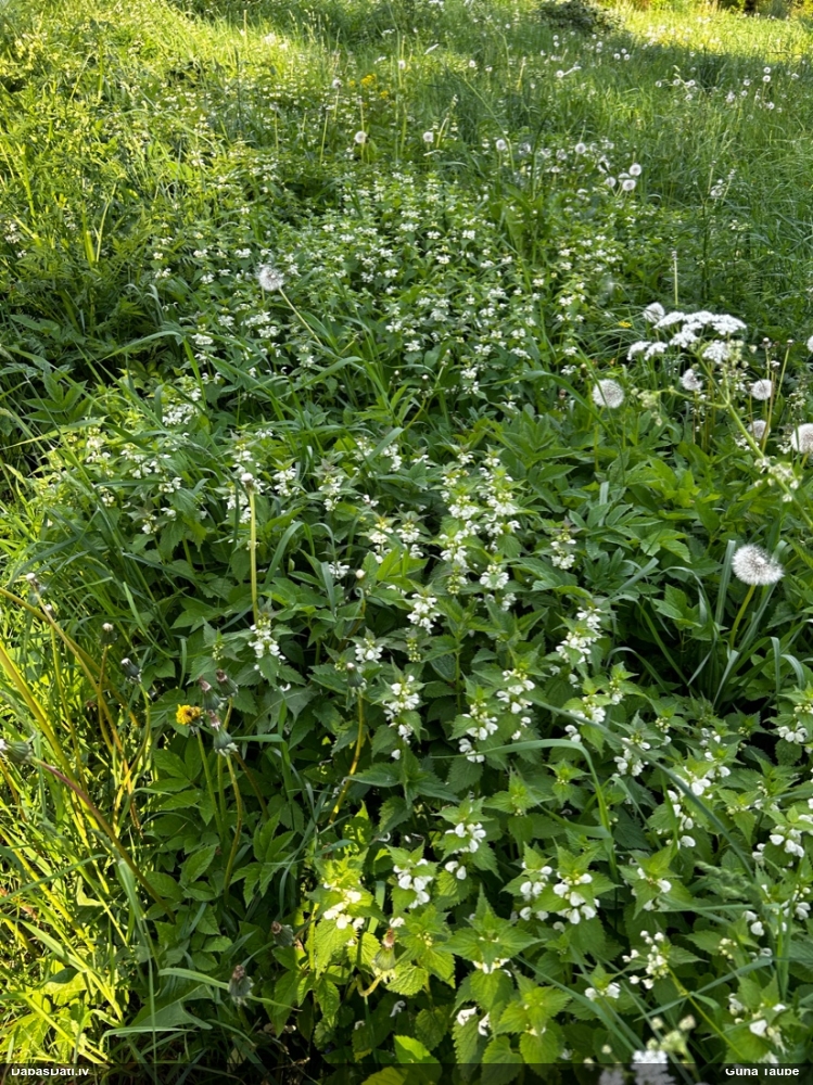 яснотка белая