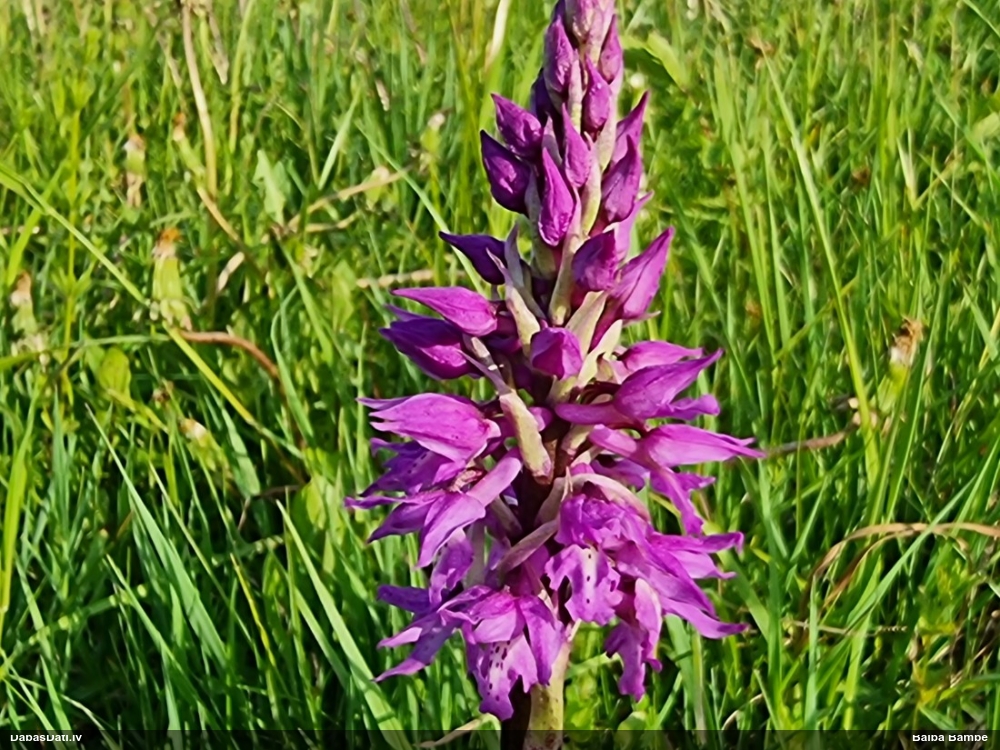 ятрышник мужской