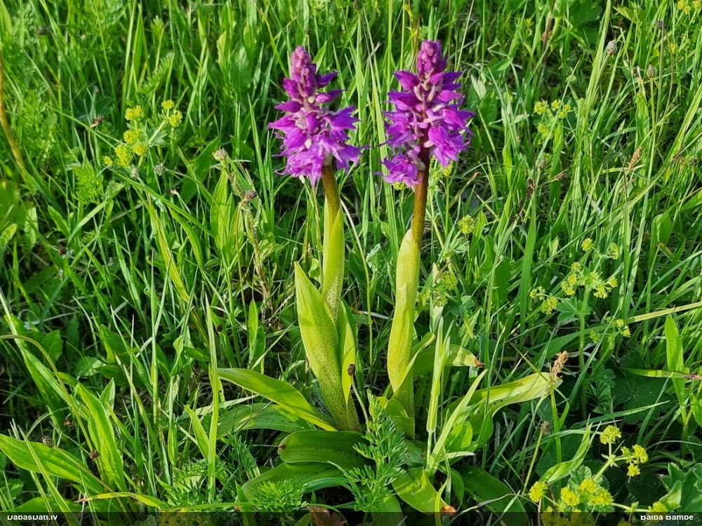 ятрышник мужской