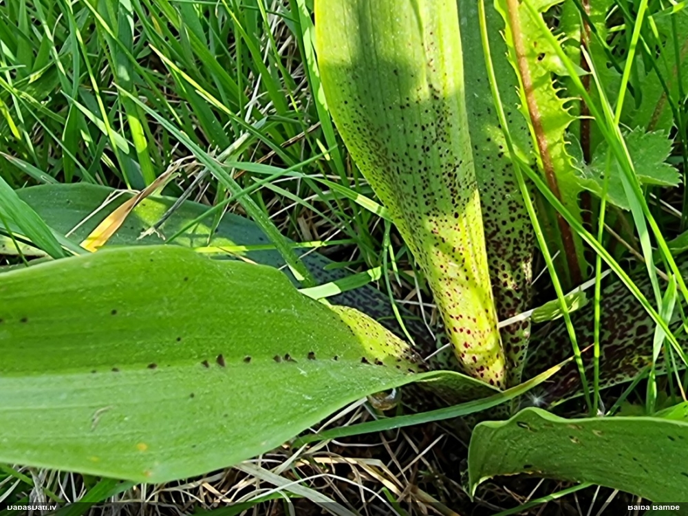 ятрышник мужской