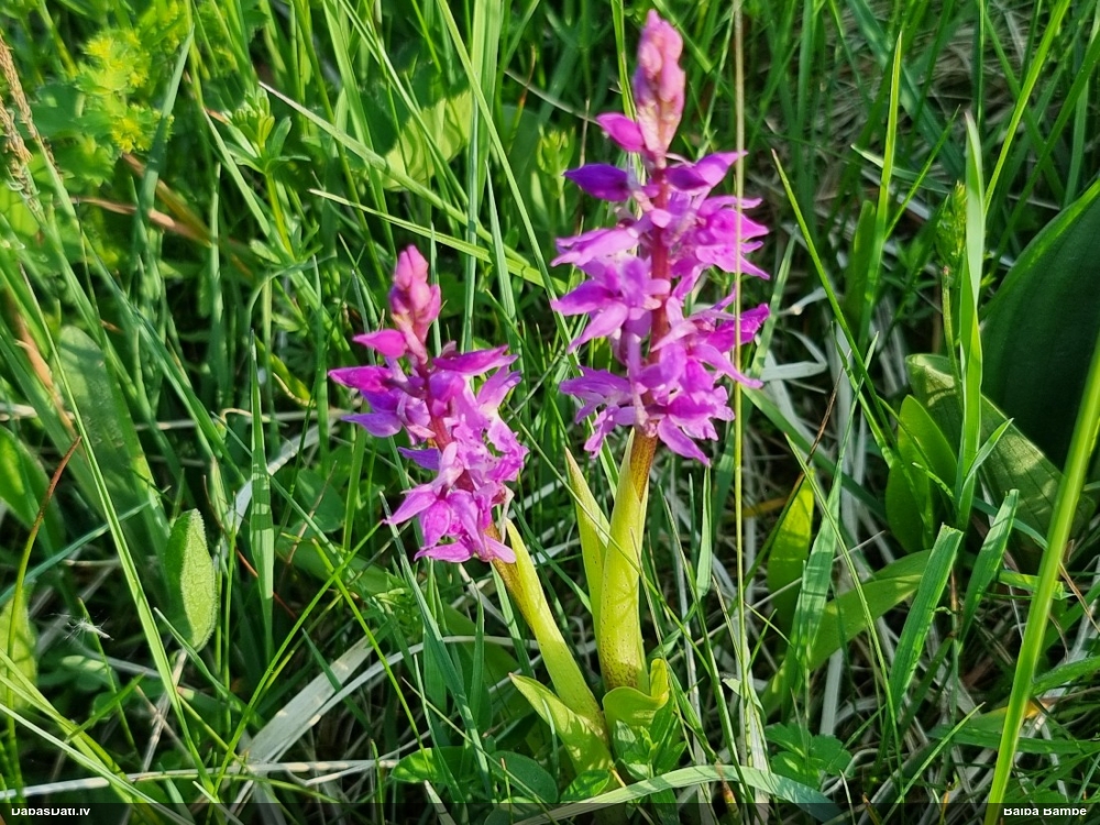 ятрышник мужской