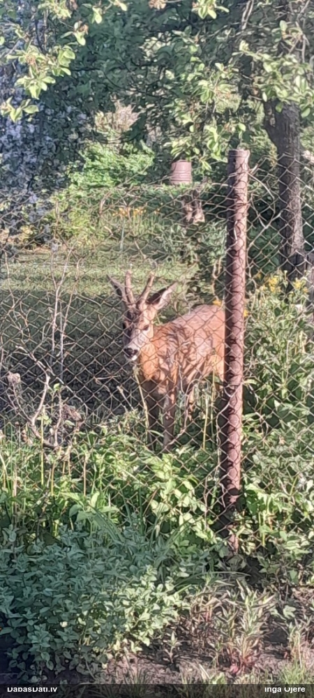 европейская косуля