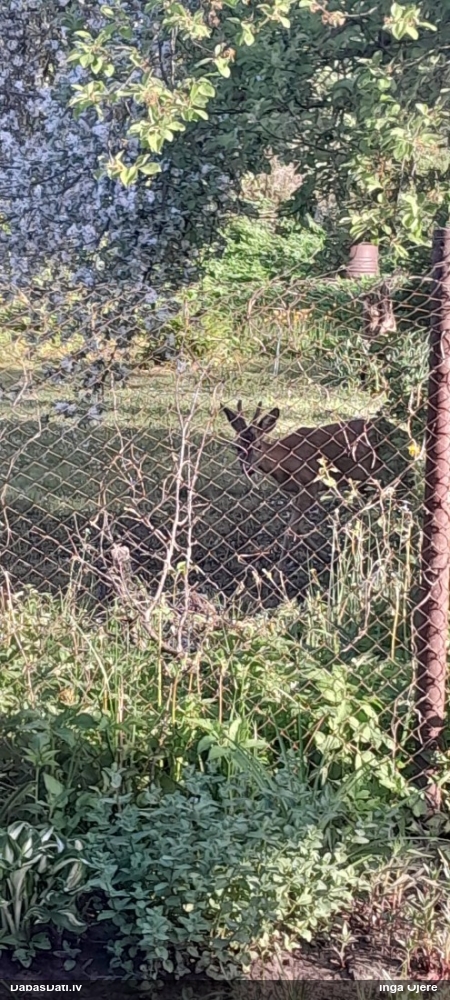 европейская косуля