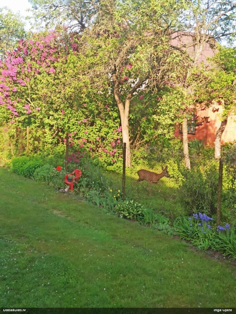 европейская косуля