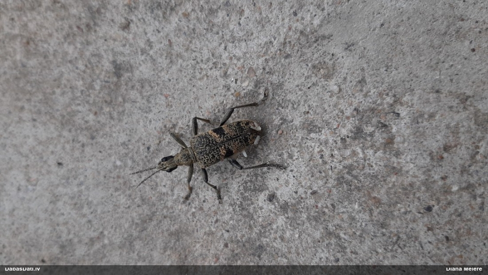 Lapkoku ligzdu koksngrauzis