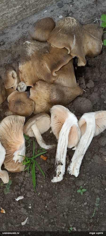 Sārtlapīte (nenoteikta)