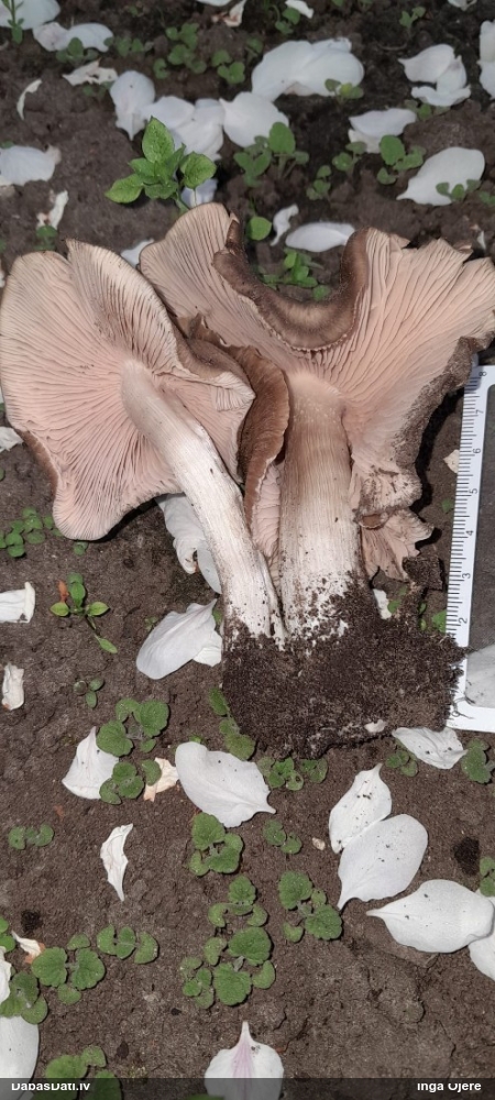 Sārtlapīte (nenoteikta)