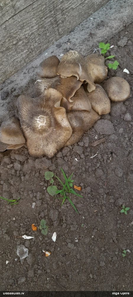 Sārtlapīte (nenoteikta)