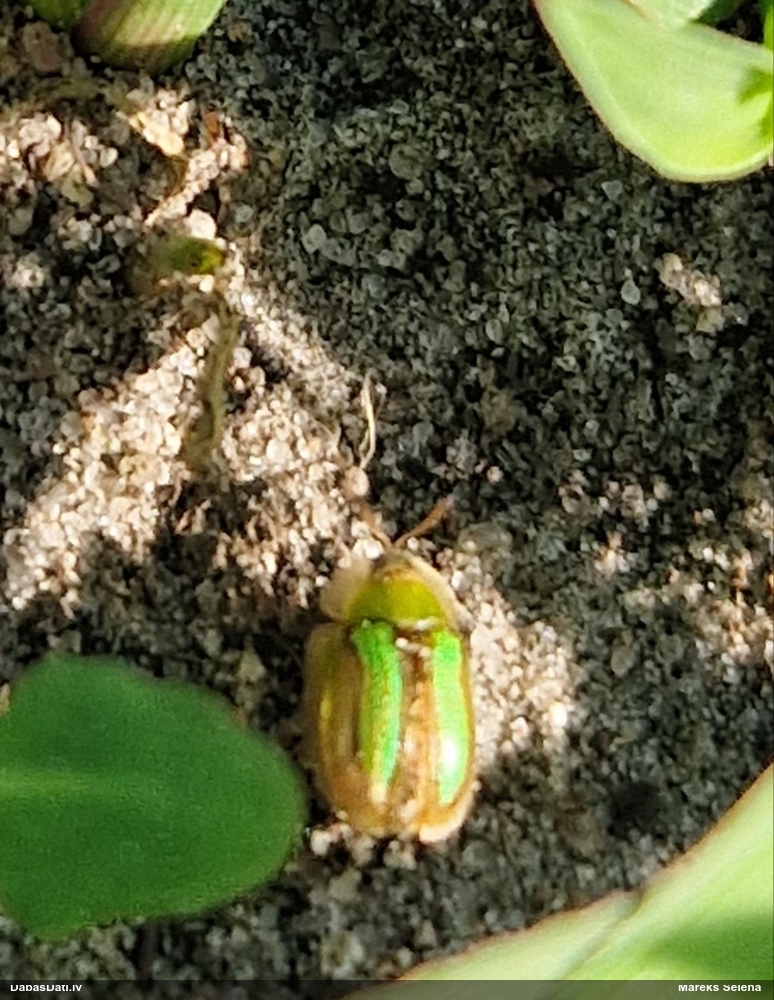 Vairogvabole Cassida vittata