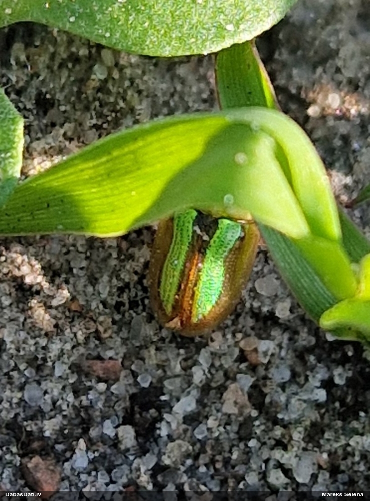 Vairogvabole Cassida vittata