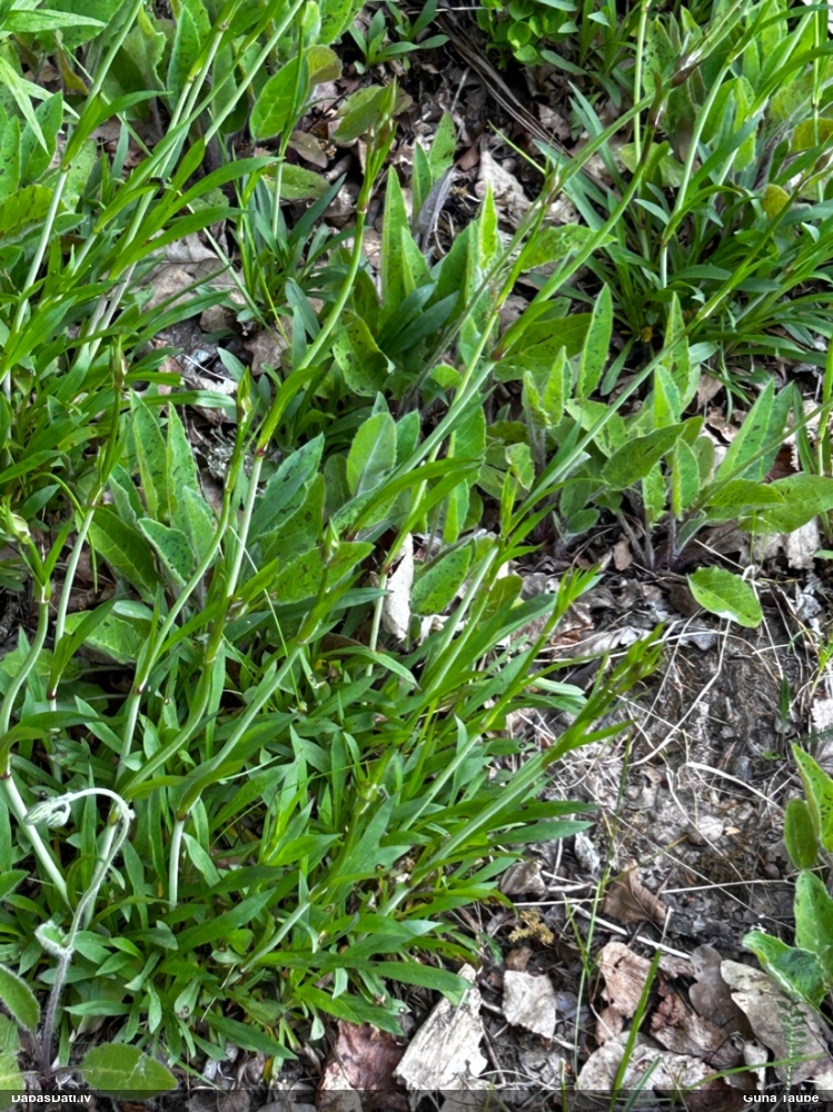 смолка обыкновенная