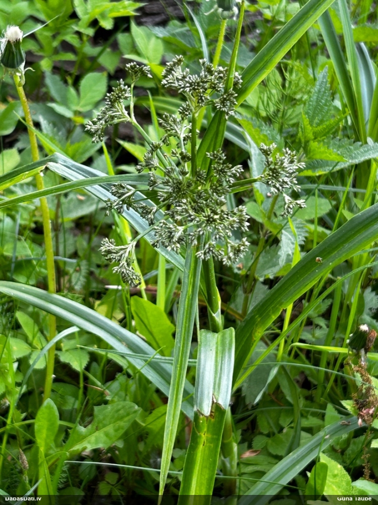 камыш лесной