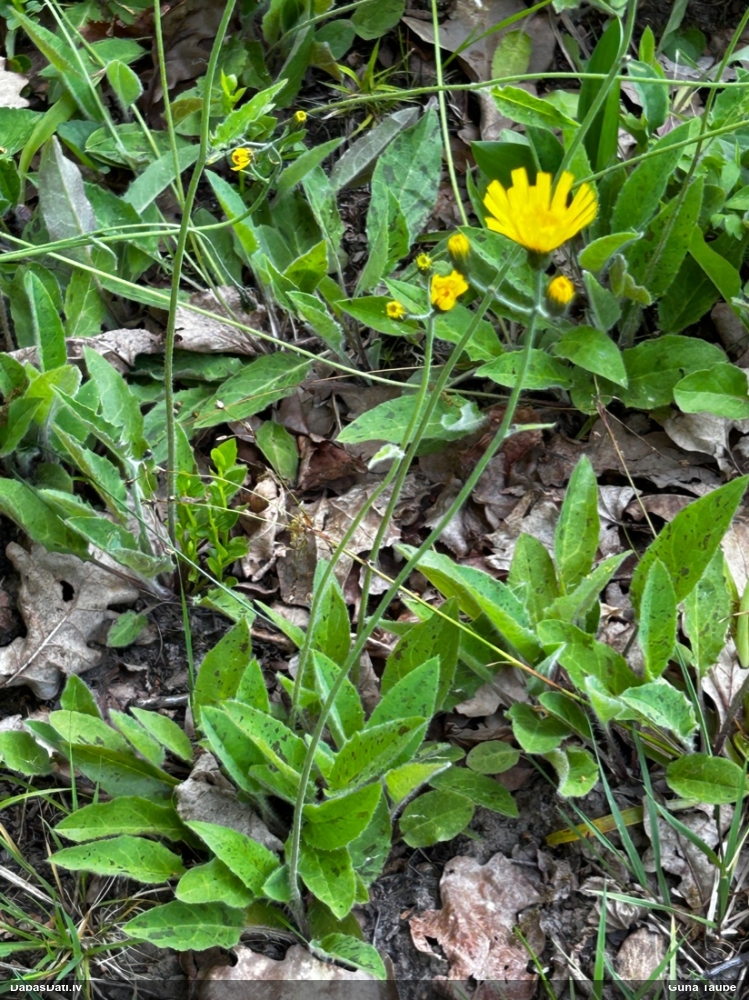 ястребинка обыкновенная