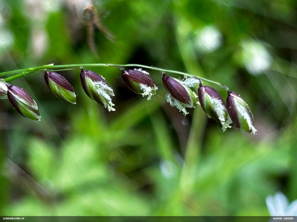 перловник поникший