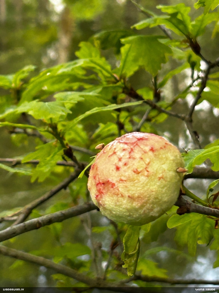 Ozolu bumbuļu panglapsene
