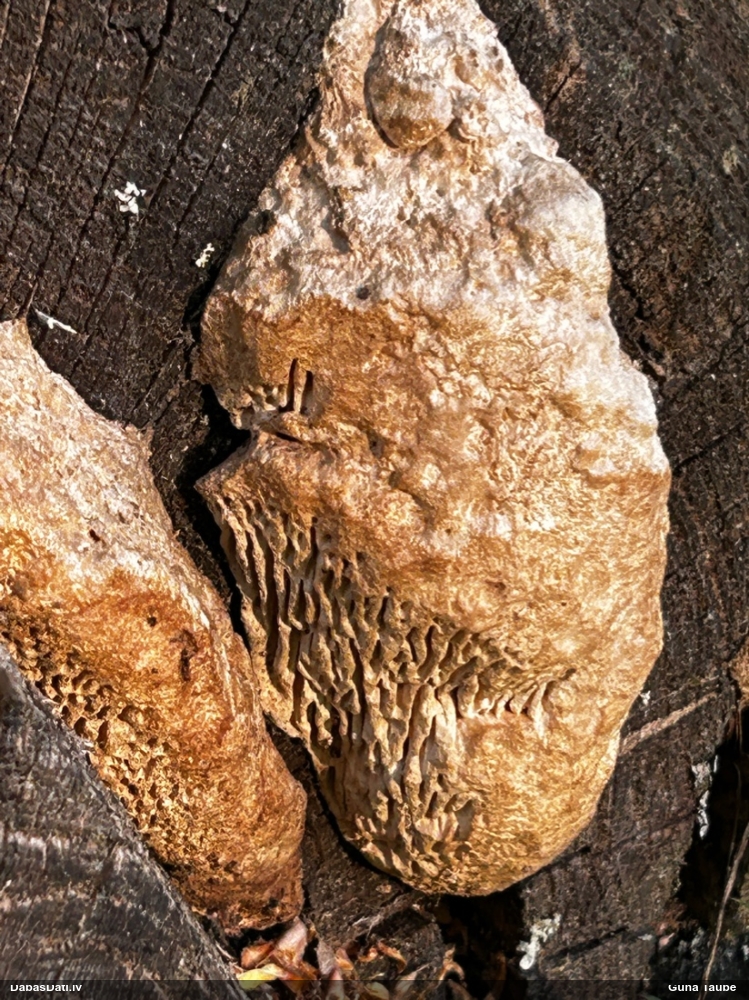 Дубовая губка