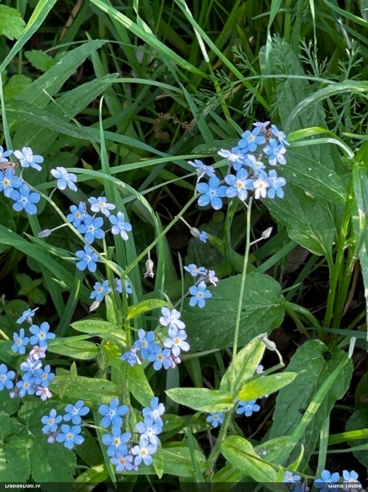 незабудка лесная
