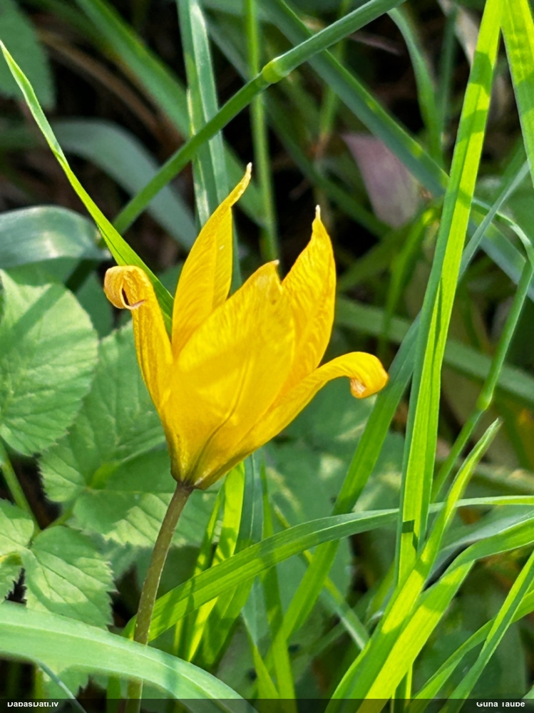 тюльпан лесной