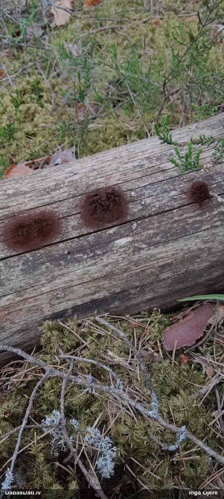 Saplacinātā kūlīte