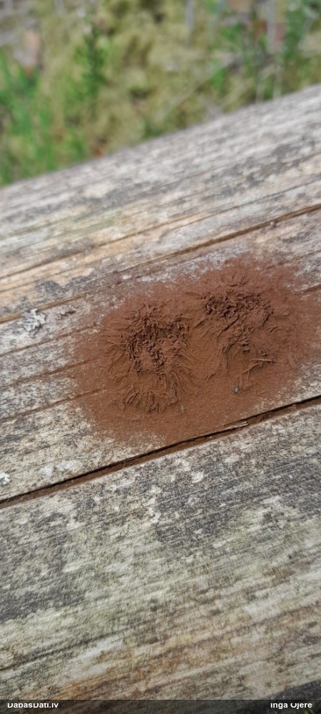 Saplacinātā kūlīte