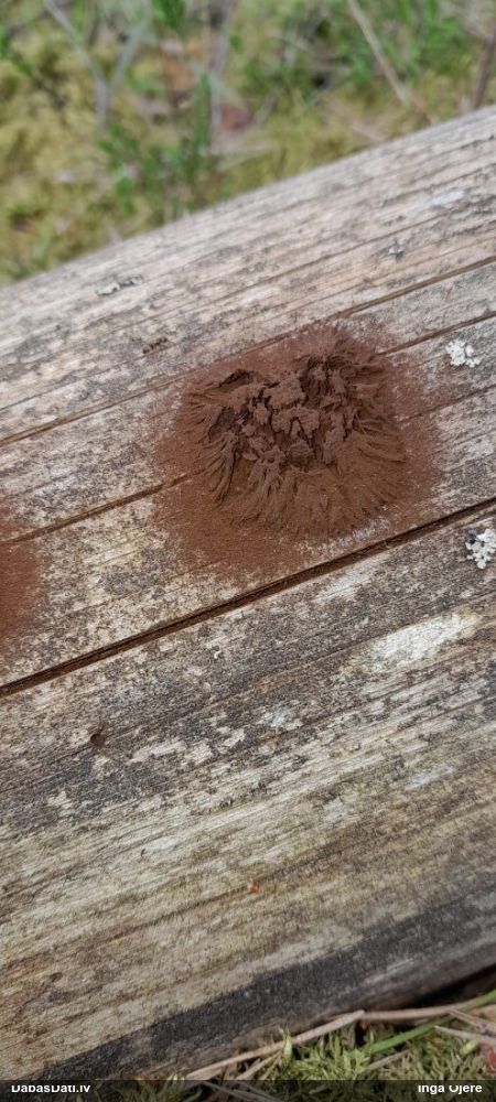 Saplacinātā kūlīte