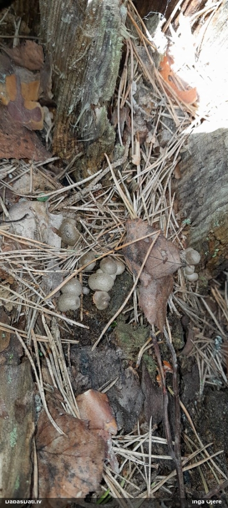 Vilkpienaine (nenoteikta)