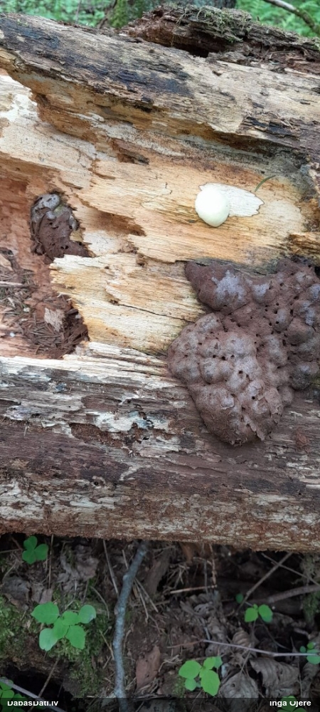 Neīstais pūpēdis, parastais gļotpūpēdis