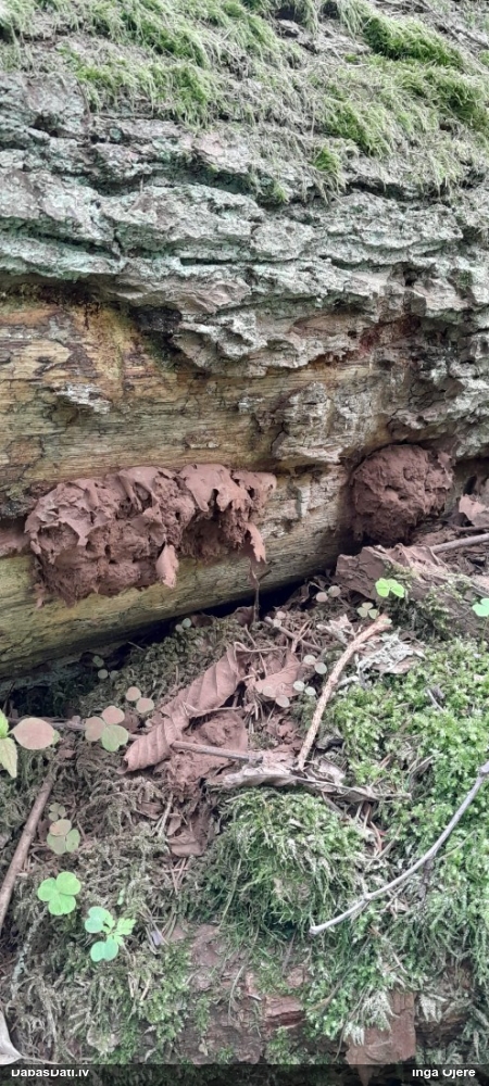 Neīstais pūpēdis, parastais gļotpūpēdis