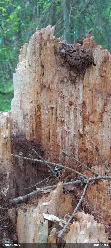 Neīstais pūpēdis, parastais gļotpūpēdis