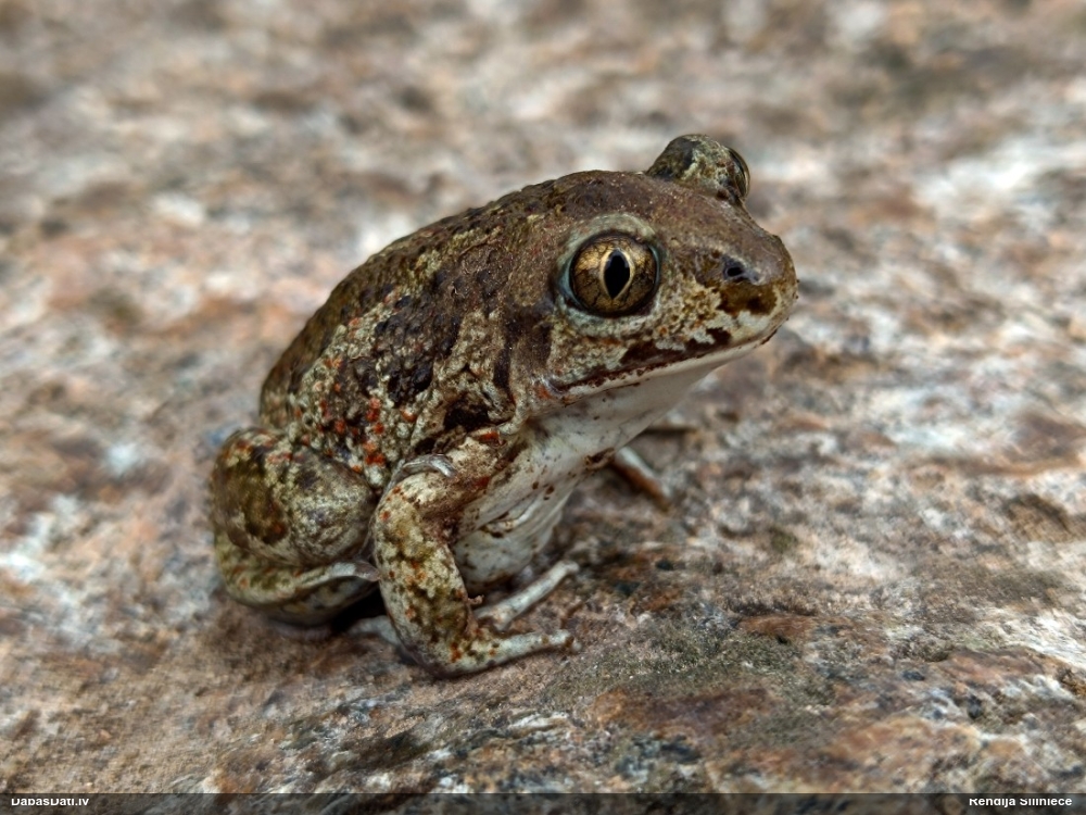 обыкновенная чесночница