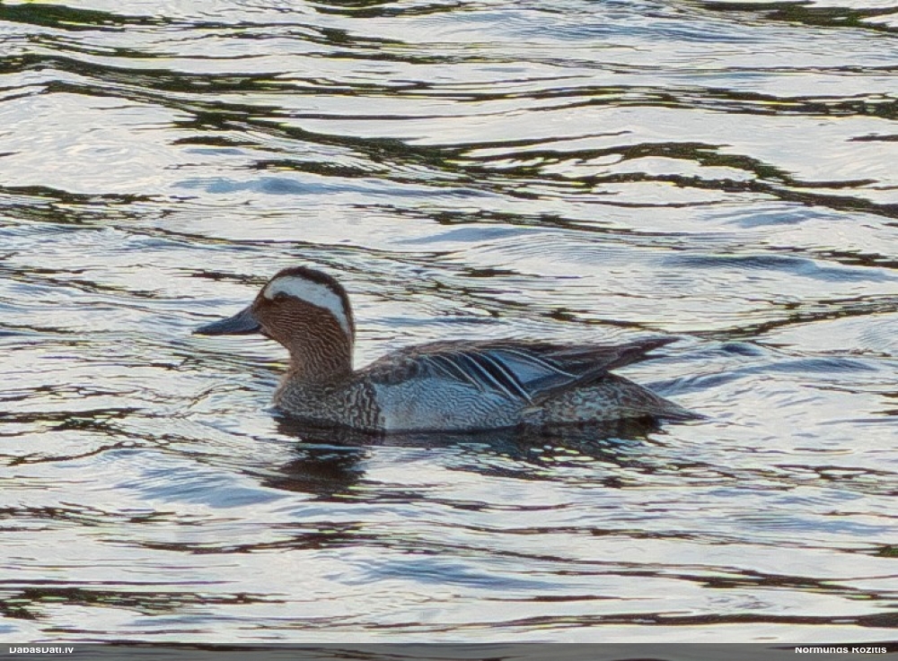 чирок-трескунок